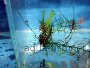 Článok a fórum o chove Kreviet Amano (Cardinia japonica)