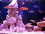 Článok a fórum o dekoráciach, ich typoch a  použití v akváriu