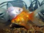 Informácie o druhoch Zlatých rybiek vrátane diskusie