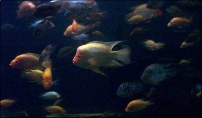 Fotka akváriového biotopu