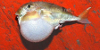 Green Rough-Backed Puffer