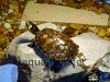 Korytnačkové akvárium, zmenšený obrázok 6