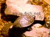 Korytnačkové akvárium, zmenšený obrázok 1