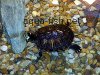 Korytnačkové akvárium, zmenšený obrázok 3