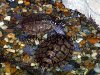Korytnačkové akvárium, zmenšený obrázok 4
