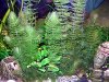 Ceratophyllum demersum, zmenšený obrázok 1