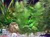 Ceratophyllum demersum, zmenšený obrázok 2