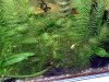 Ceratophyllum demersum, zmenšený obrázok 3