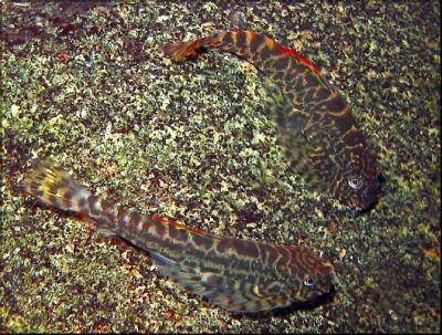 Pseudogastromyzon cheni