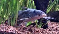 Tandanus tandanus