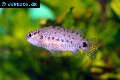 Badis blosyrus