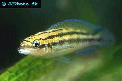 Cichlida dickfeldova - Julidochromis dickfeldi