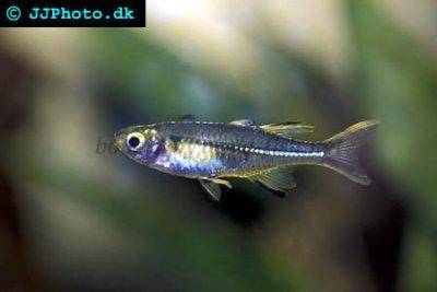 Gavůnek celebeský - Marosatherina ladigesi