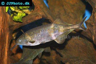 Rypákovec petersov - Gnathonemus petersii