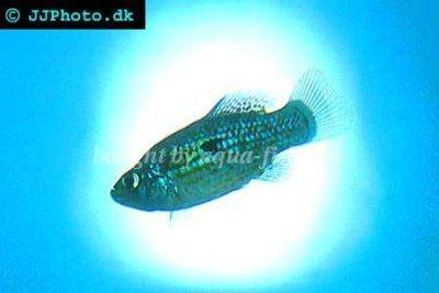 Kaprozúbka floridská - Jordanella floridae
