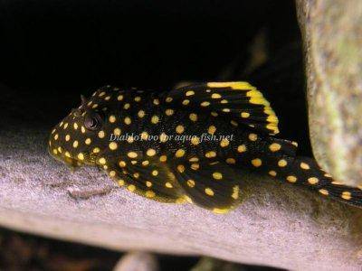 Gold nugget pleco - Baryancistrus sp. L177