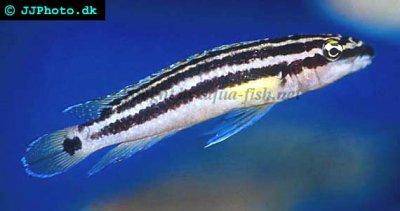 Julidochromis ozdobný - Julidochromis ornatus