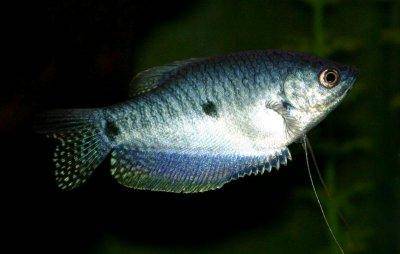 Gurama modrá - Trichogaster trichopterus