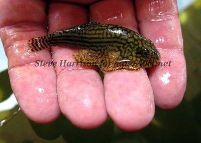 Tiger hillstream loach - Sewellia lineolata