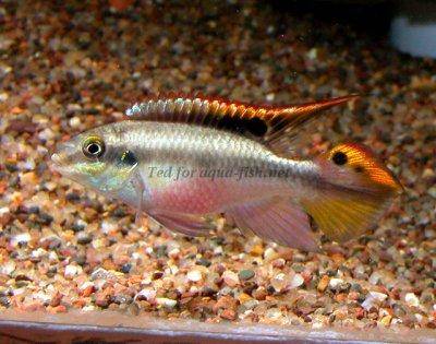 Ostriežik purpurový - Pelvicachromis pulcher