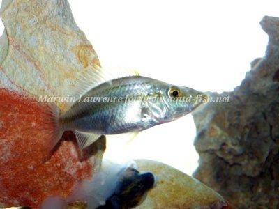 Cichlida plochohlavá - Dimidiochromis compressiceps