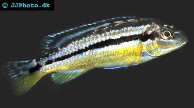 Papuľovec pestrý - Melanochromis auratus