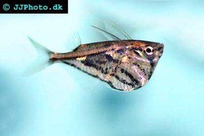 Sekernatka mramorovaná - Carnegiella strigata