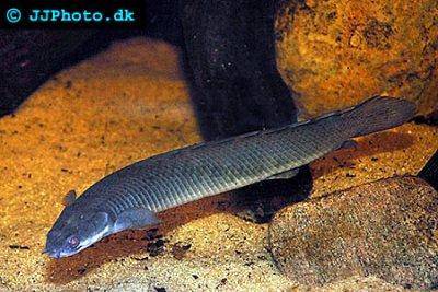 Bichir senegalský - Polypterus senegalus