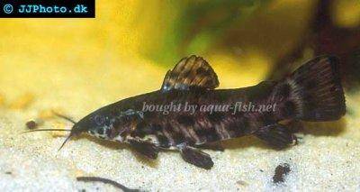 Pancierniček kropenatý - Megalechis thoracata