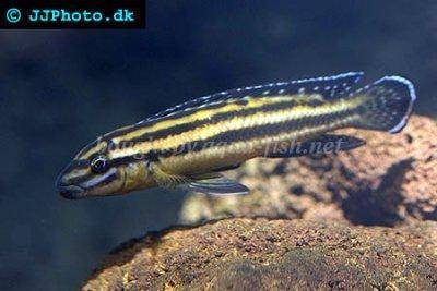 Julidochromis reganov - Julidochromis regani