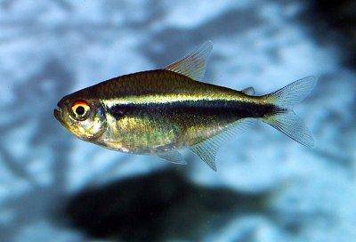 Neonka čierná - Hyphessobrycon herbertaxelrodi