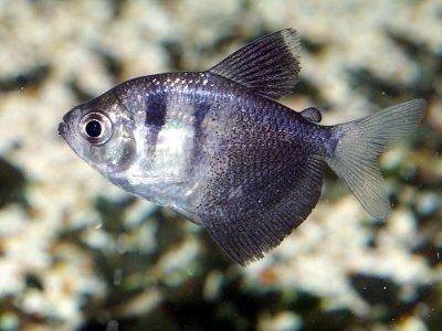 Tetra čierna - Gymnocorymbus ternetzi