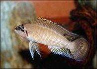 Chalinochromis uzdičkový - Chalinochromis brichardi