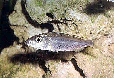 Xenotilapia leptura