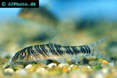 Zebra loach - Botia striata