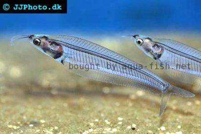 Kryptopterus minor