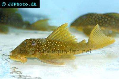 Lemon spotted green pleco - Hemiancistrus subviridis