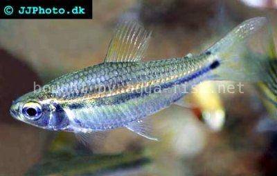 Neolebias unifasciatus
