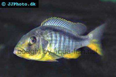 Buccochromis rhoadesii