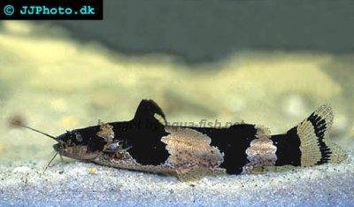 Sumček iheringov - Microglanis iheringi