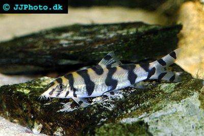 Burmese loach - Botia histrionica