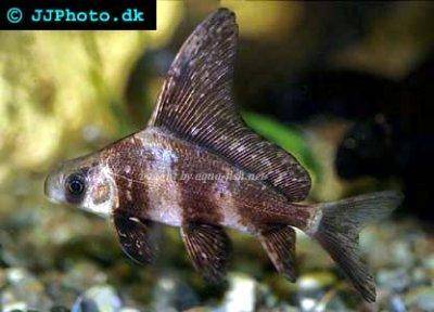 Kaprovec čínsky - Myxocyprinus asiaticus