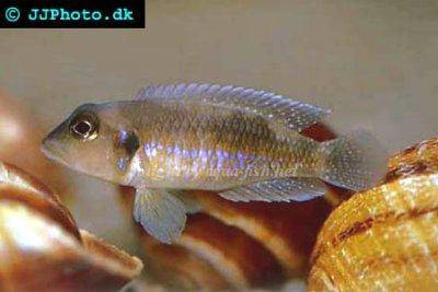 Ostriežik slimáči - Lamprologus ocellatus