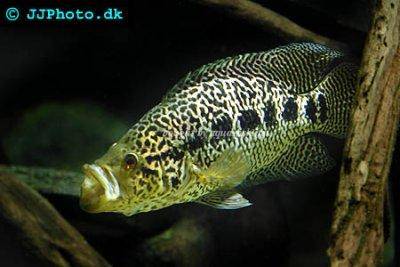 Cichlazoma managujská - Parachromis managuensis