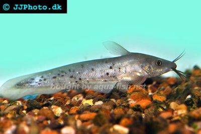 Neosilurus ater