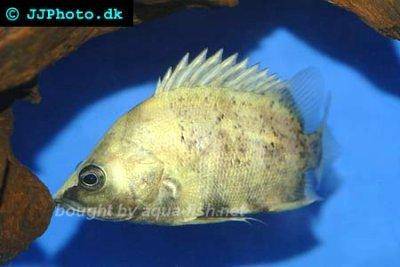 Datnioides campbelli