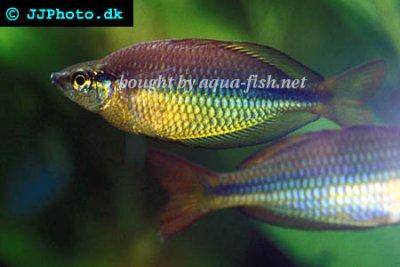 Regal rainbowfish - Melanotaenia trifasciata