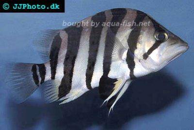 Datnioides polota