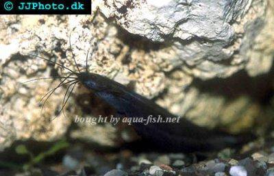 Kričkovec dvojpásy - Heteropneustes fossilis