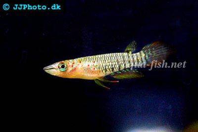 Striped panchax - Aplocheilus lineatus